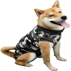 fashionable dog clothing
